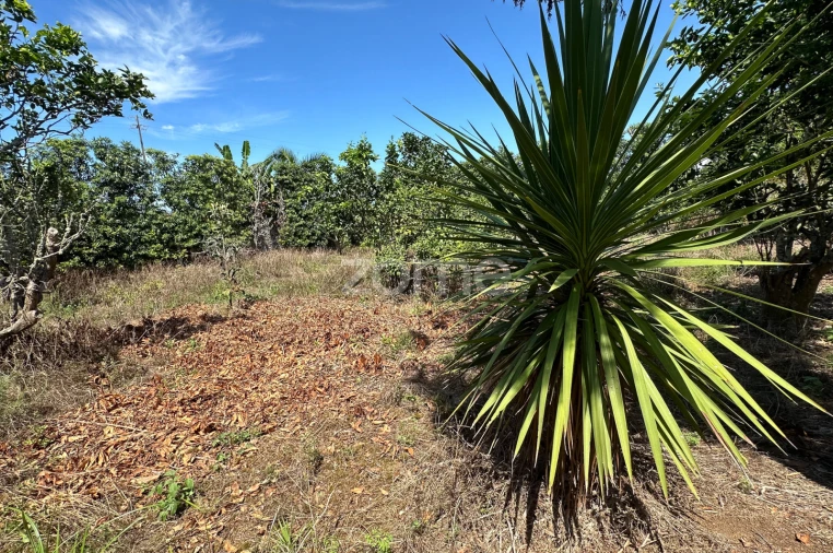 Quinta T5 para Venda em Rabo de Peixe Foto 58