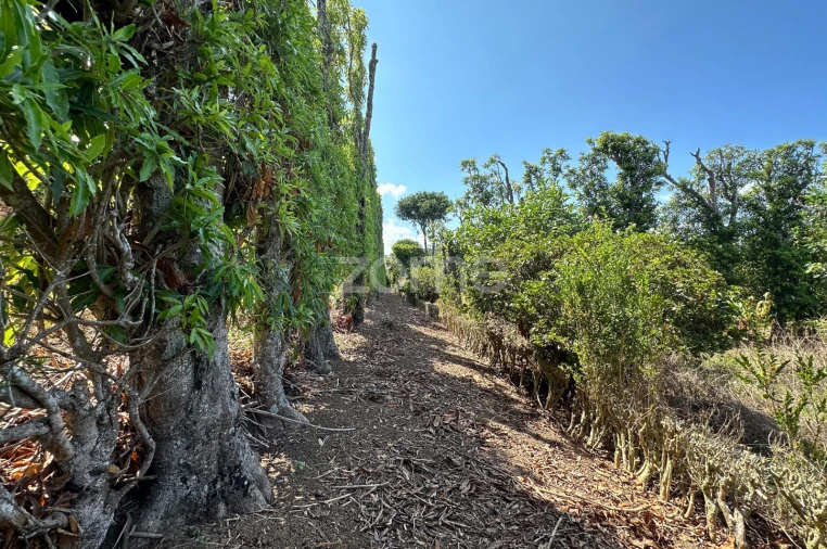 Quinta T5 para Venda em Rabo de Peixe Foto 60