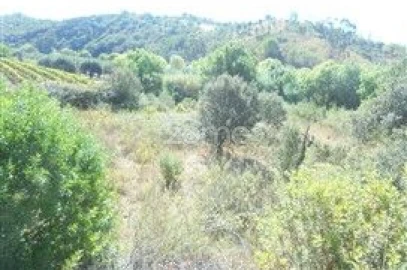 Terreno para Venda em São Bartolomeu de Messines