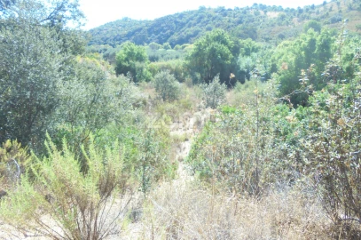 Terreno para Venda em São Bartolomeu de Messines