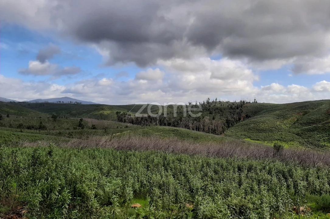 Terreno para Venda em Mexilhoeira Grande Foto 15