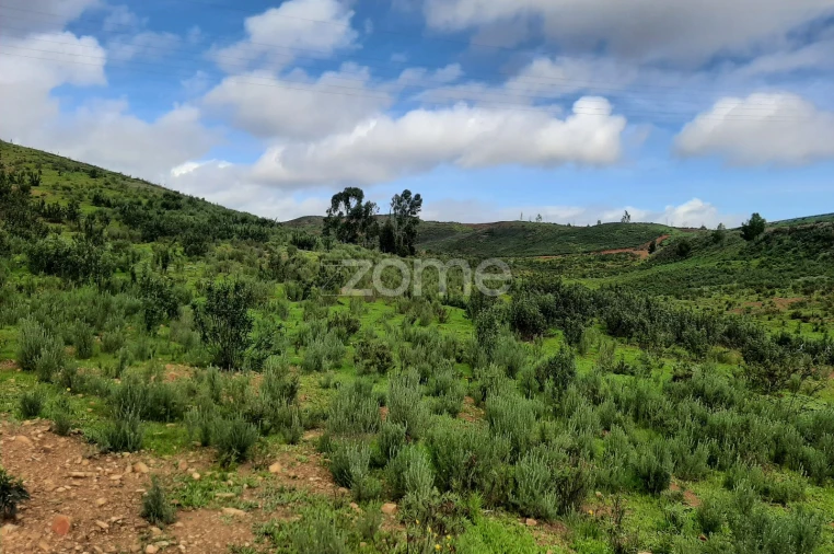 Terreno para Venda em Mexilhoeira Grande Foto 2