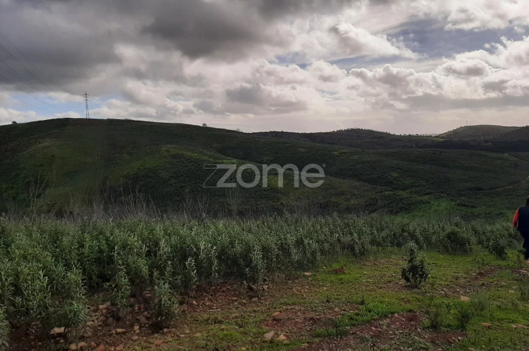 Terreno para Venda em Mexilhoeira Grande Foto 14