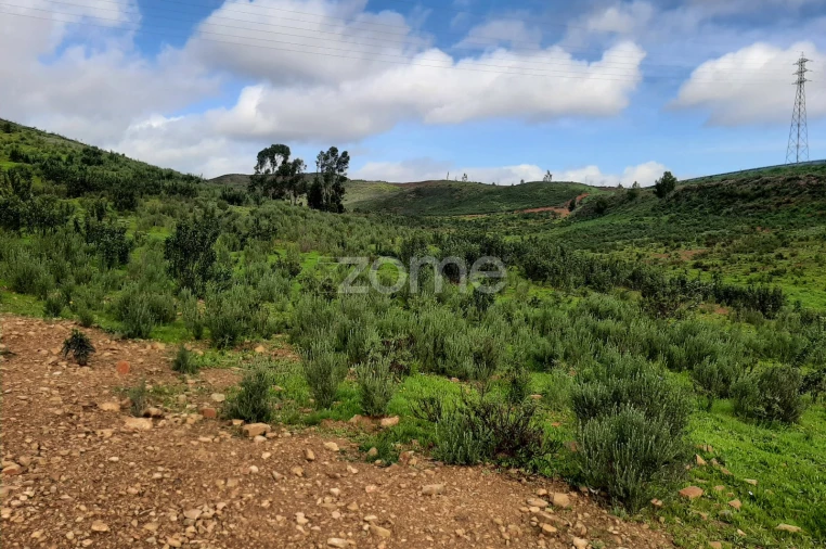Terreno para Venda em Mexilhoeira Grande Foto 7