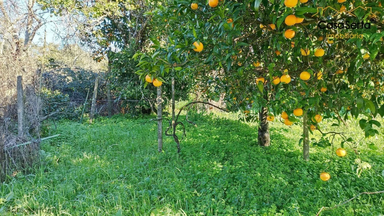 Moradia T3 para Venda em Cernache do Bonjardim, Nesperal e Palhais Foto 18