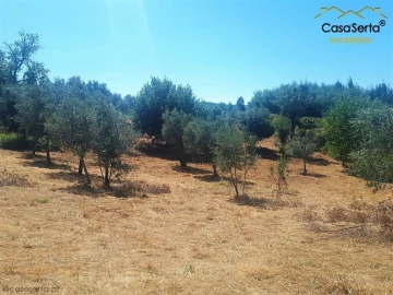 Terreno para Venda em Cernache do Bonjardim, Nesperal e Palhais