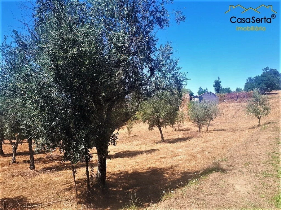 Terreno para Venda em Cernache do Bonjardim, Nesperal e Palhais Foto 1