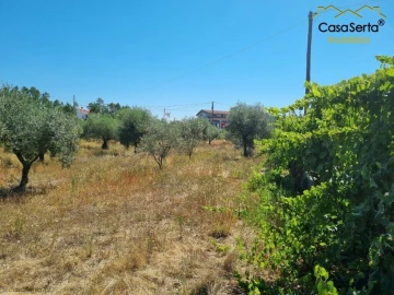 Terreno para Venda em Cernache do Bonjardim, Nesperal e Palhais