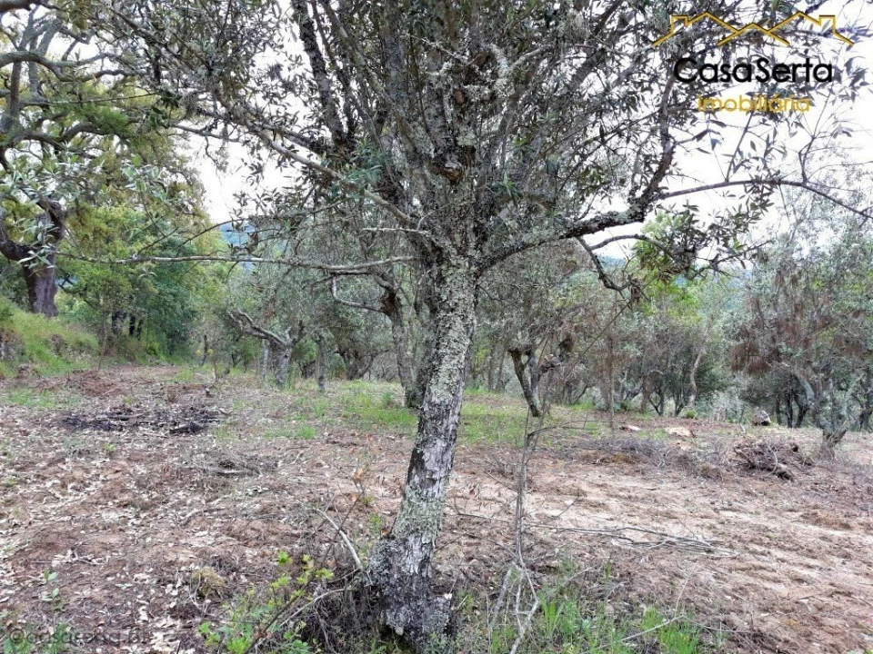 Quinta T6 para Venda em Espírito Santo, Nossa Senhora da Graça e São Simão Foto 6