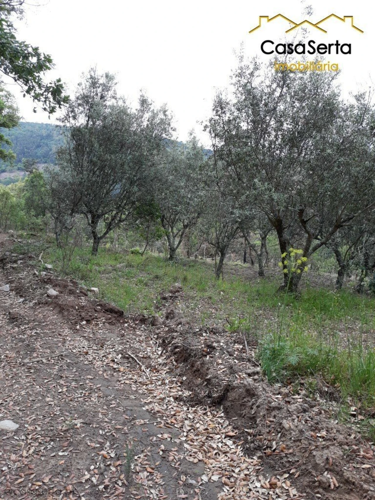 Quinta T6 para Venda em Espírito Santo, Nossa Senhora da Graça e São Simão Foto 8
