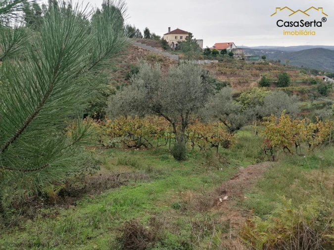 Quinta T0 para Venda em Cernache do Bonjardim, Nesperal e Palhais Foto 5