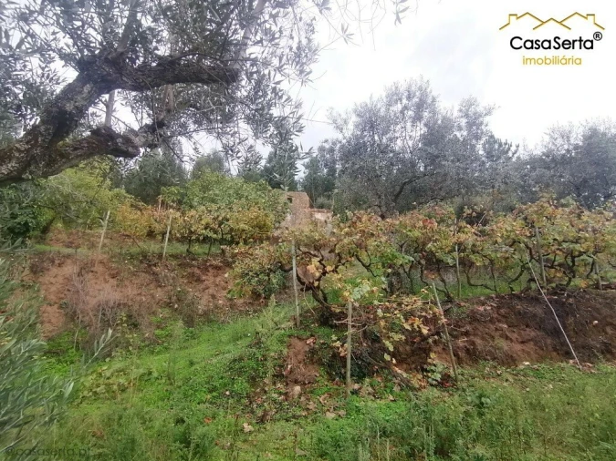 Quinta T0 para Venda em Cernache do Bonjardim, Nesperal e Palhais Foto 9