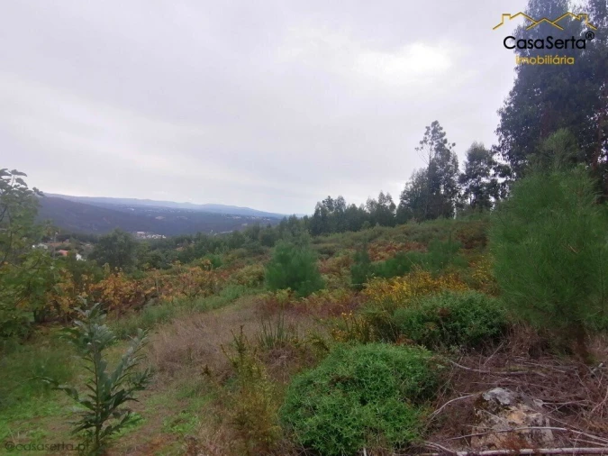 Quinta T0 para Venda em Cernache do Bonjardim, Nesperal e Palhais Foto 3