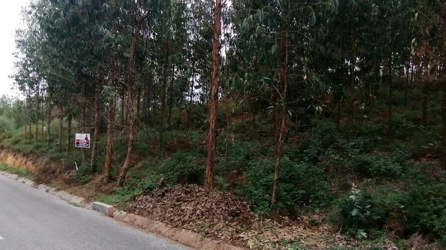 Quinta T0 para Venda em Cernache do Bonjardim, Nesperal e Palhais