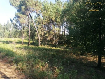 Terreno para Venda em Cernache do Bonjardim, Nesperal e Palhais