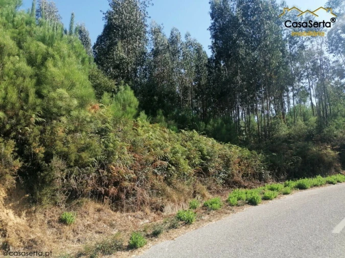 Terreno para Venda em Cernache do Bonjardim, Nesperal e Palhais Foto 4