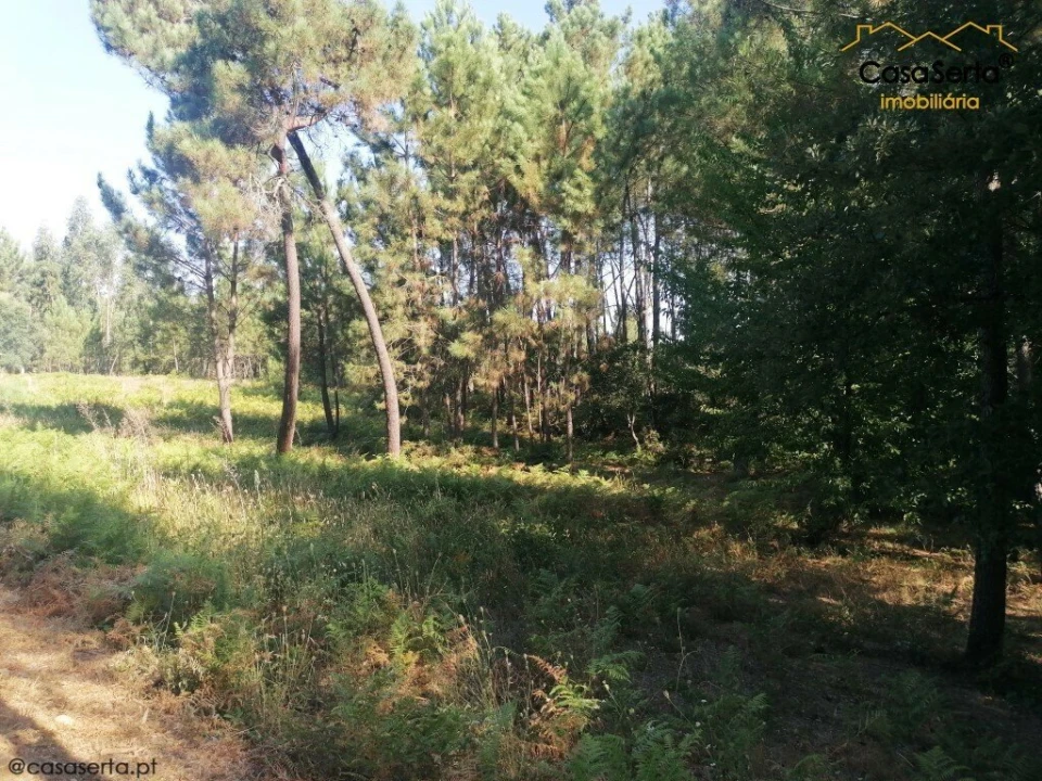 Terreno para Venda em Cernache do Bonjardim, Nesperal e Palhais Foto 2