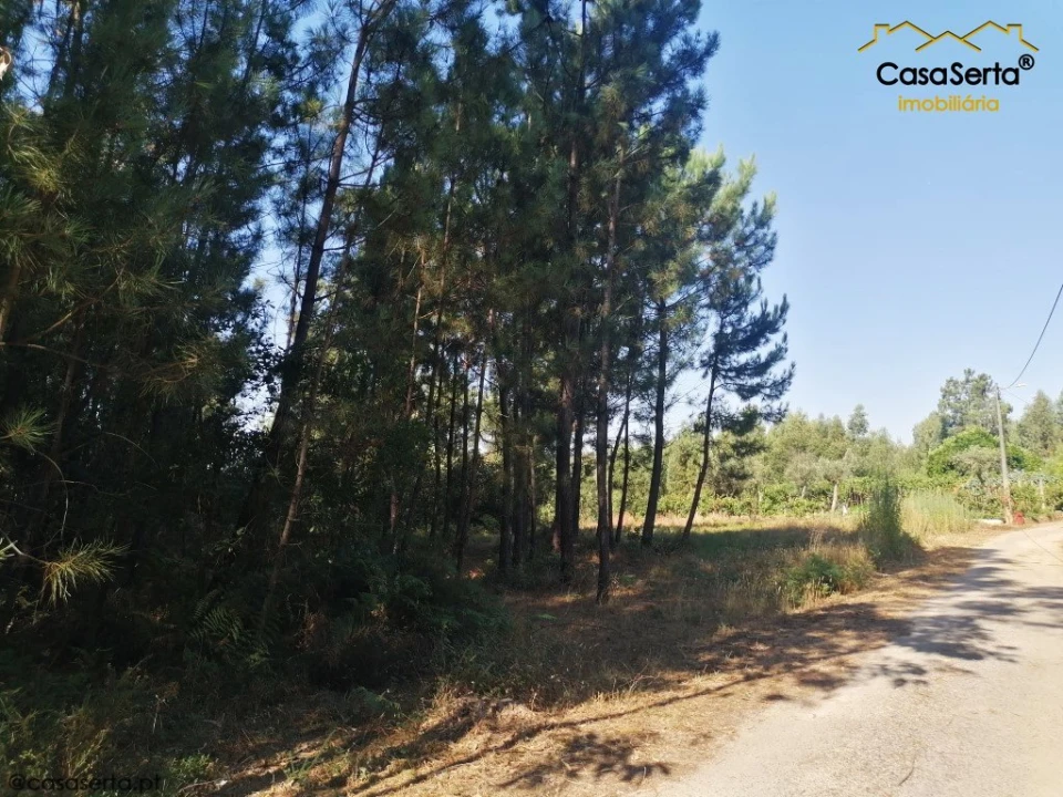 Terreno para Venda em Cernache do Bonjardim, Nesperal e Palhais Foto 3