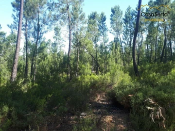 Terreno para Venda em Cernache do Bonjardim, Nesperal e Palhais