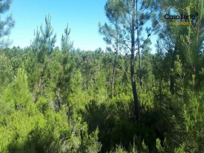 Terreno para Venda em Cernache do Bonjardim, Nesperal e Palhais Foto 2
