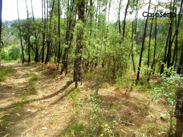 Terreno para Venda em Cernache do Bonjardim, Nesperal e Palhais