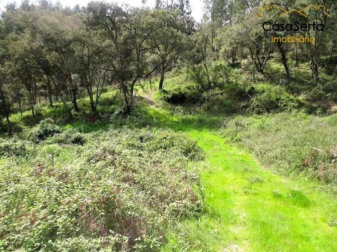 Terreno para Venda em Cernache do Bonjardim, Nesperal e Palhais Foto 3