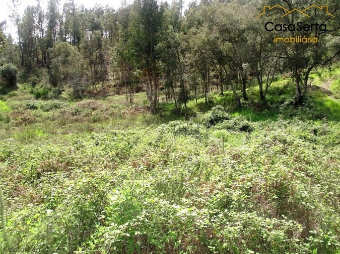 Terreno para Venda em Cernache do Bonjardim, Nesperal e Palhais Foto 2