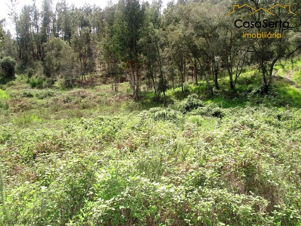 Terreno para Venda em Cernache do Bonjardim, Nesperal e Palhais Foto 2