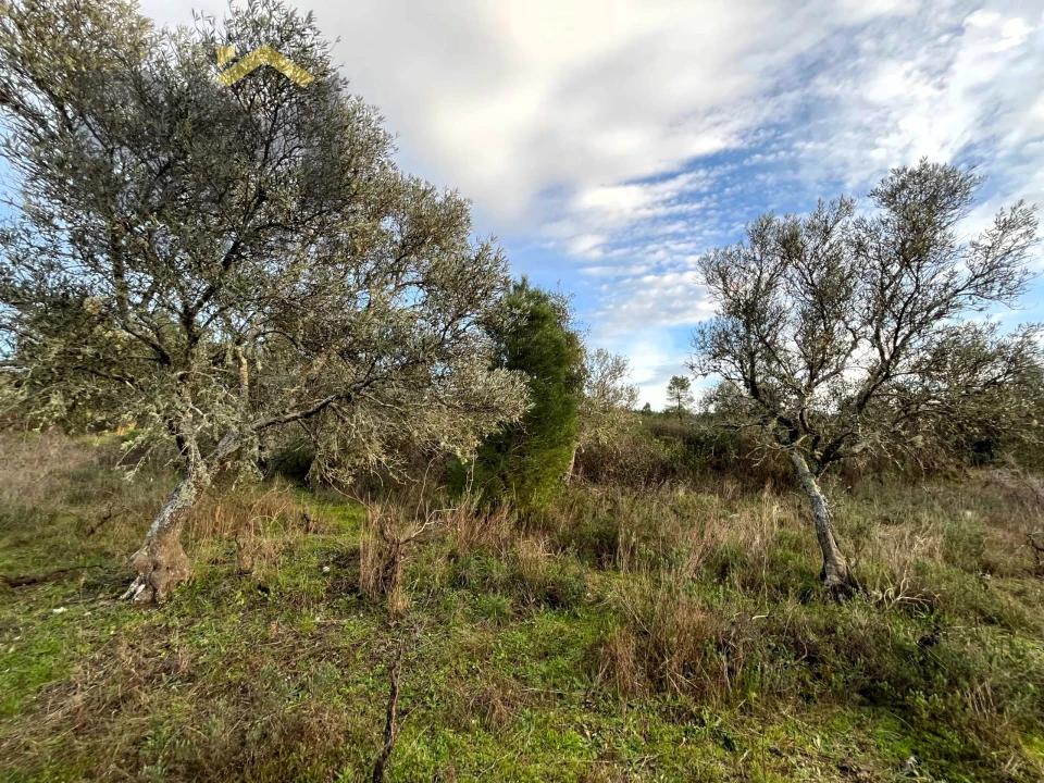 Terreno Agricola ou Rústico para Venda em Freixial e Juncal do Campo Foto 8