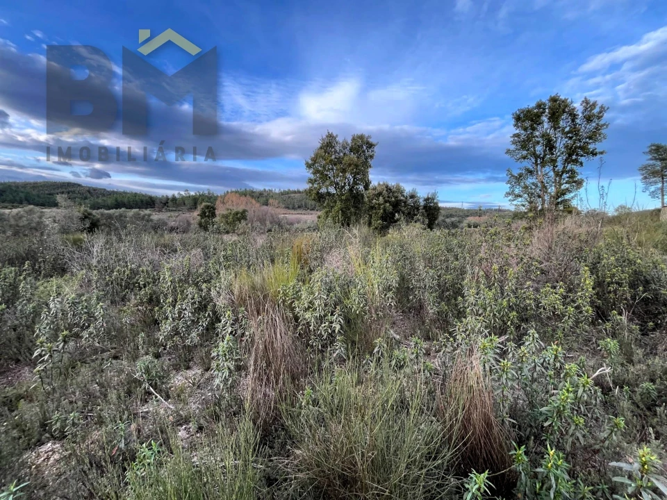 Terreno Agricola ou Rústico para Venda em Freixial e Juncal do Campo Foto 3