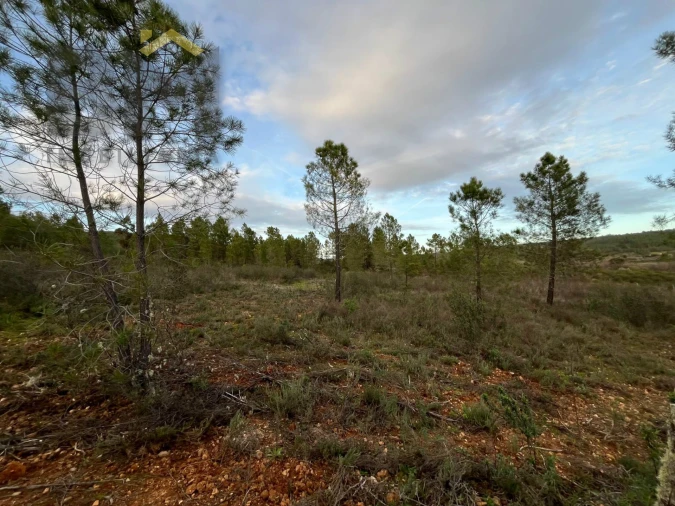 Terreno Agricola ou Rústico para Venda em Freixial e Juncal do Campo Foto 6