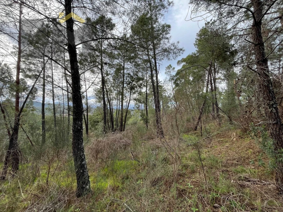 Terreno Agricola ou Rústico para Venda em Freixial e Juncal do Campo Foto 6