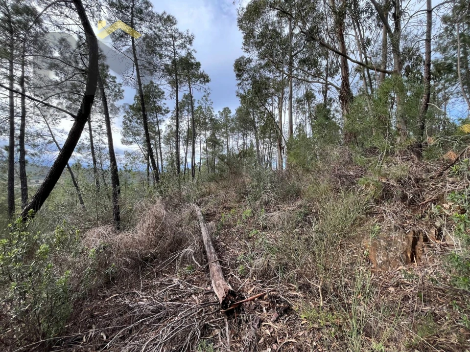 Terreno Agricola ou Rústico para Venda em Freixial e Juncal do Campo Foto 5