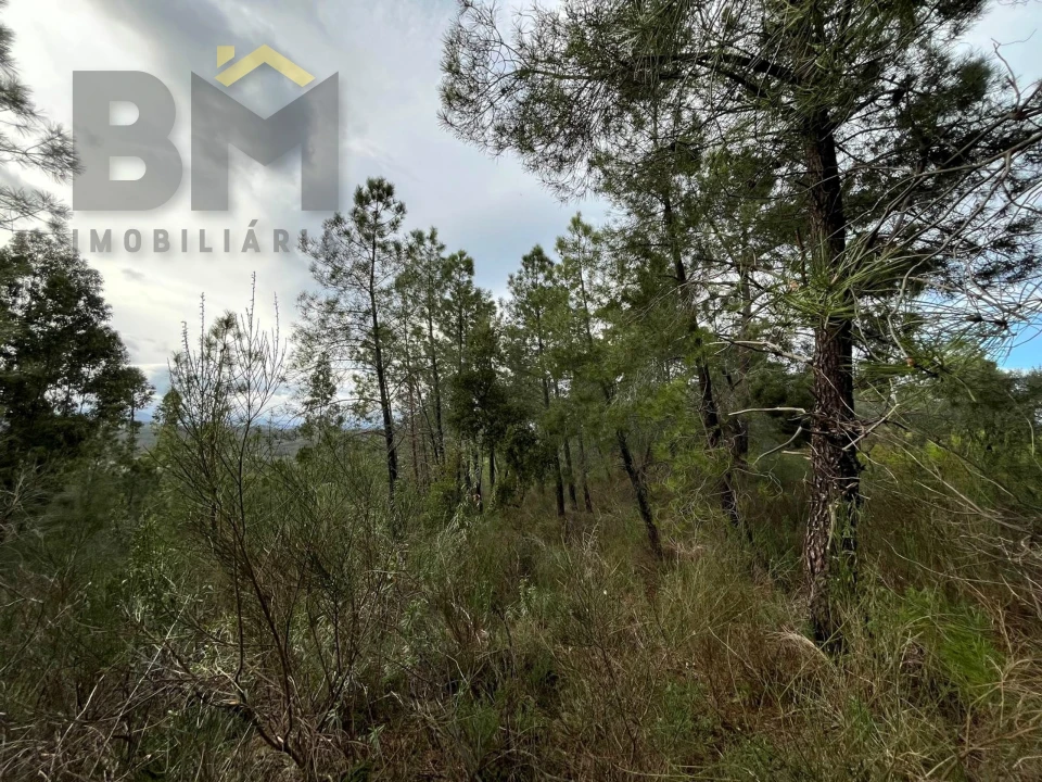 Terreno Agricola ou Rústico para Venda em Freixial e Juncal do Campo Foto 2