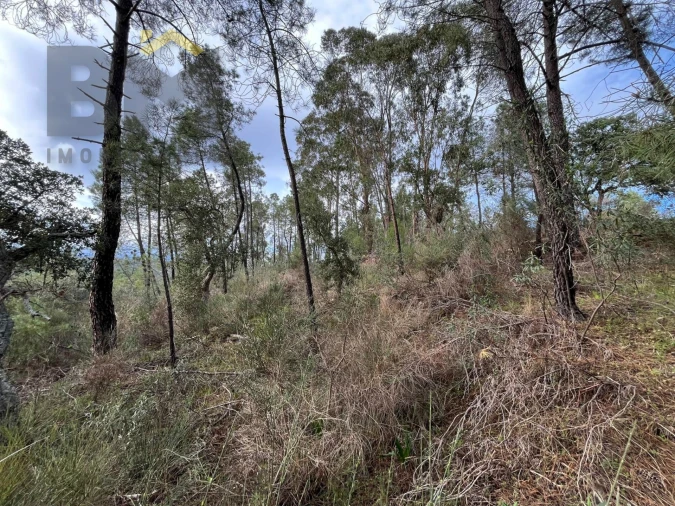 Terreno Agricola ou Rústico para Venda em Freixial e Juncal do Campo Foto 4