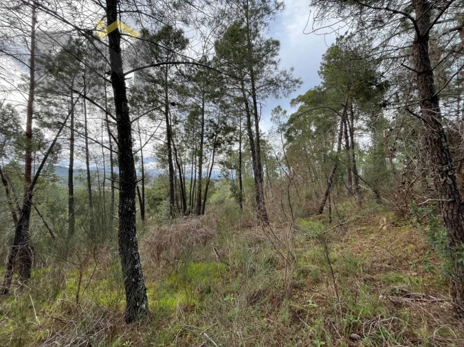 Terreno Agricola ou Rústico para Venda em Freixial e Juncal do Campo Foto 6
