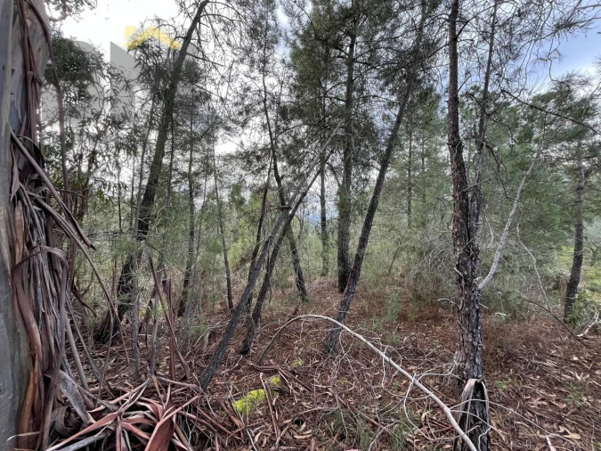 Terreno Agricola ou Rústico para Venda em Freixial e Juncal do Campo Foto 3