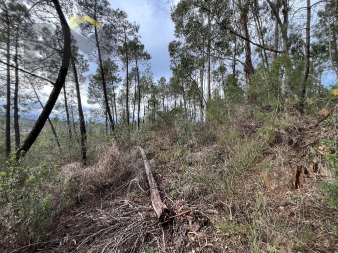 Terreno Agricola ou Rústico para Venda em Freixial e Juncal do Campo Foto 5