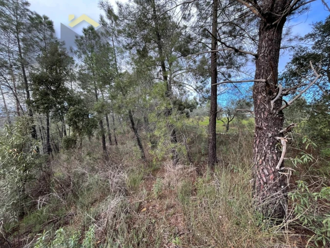 Terreno Agricola ou Rústico para Venda em Freixial e Juncal do Campo Foto 8
