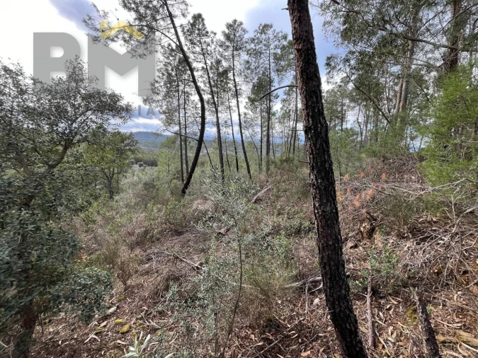 Terreno Agricola ou Rústico para Venda em Freixial e Juncal do Campo Foto 7