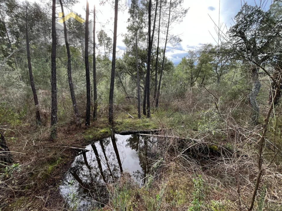 Terreno Agricola ou Rústico para Venda em Freixial e Juncal do Campo Foto 9