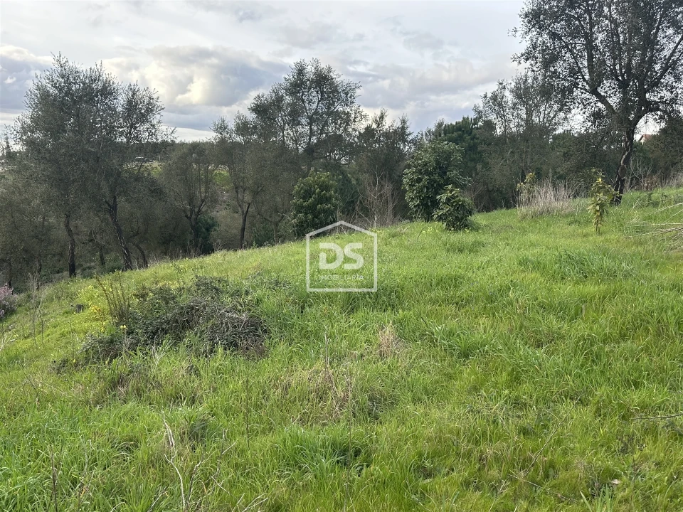 Terreno Misto para Venda em Colmeias e Memória Foto 15