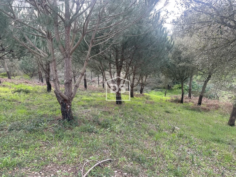 Terreno Misto para Venda em Colmeias e Memória Foto 17