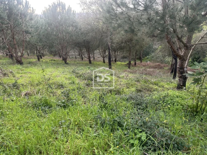 Terreno Misto para Venda em Colmeias e Memória Foto 18