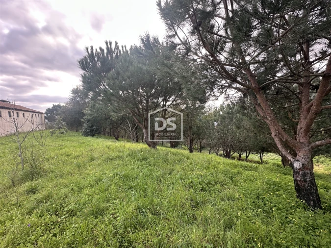 Terreno Misto para Venda em Colmeias e Memória Foto 14