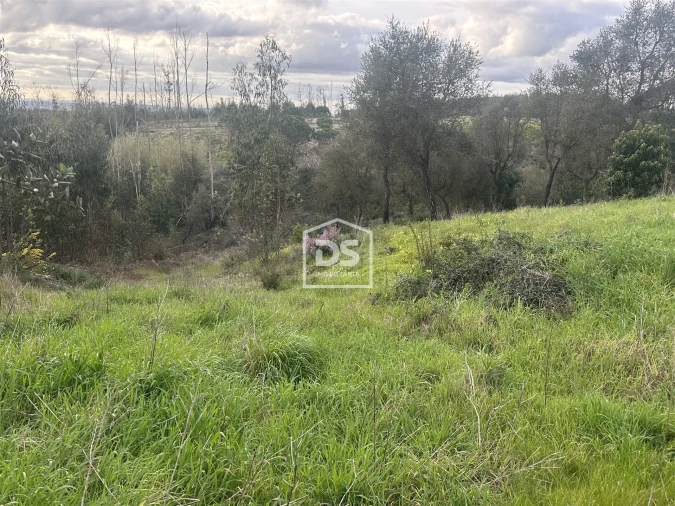 Terreno Misto para Venda em Colmeias e Memória Foto 16