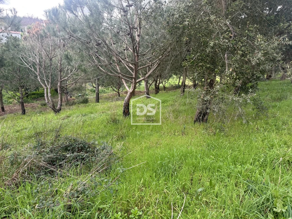 Terreno Misto para Venda em Colmeias e Memória Foto 19