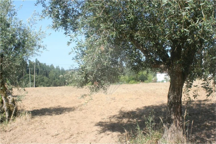 Terreno para Venda em Lousa Foto 3