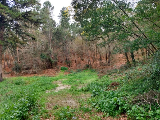 Terreno para Venda em Geraz do Minho Foto 3