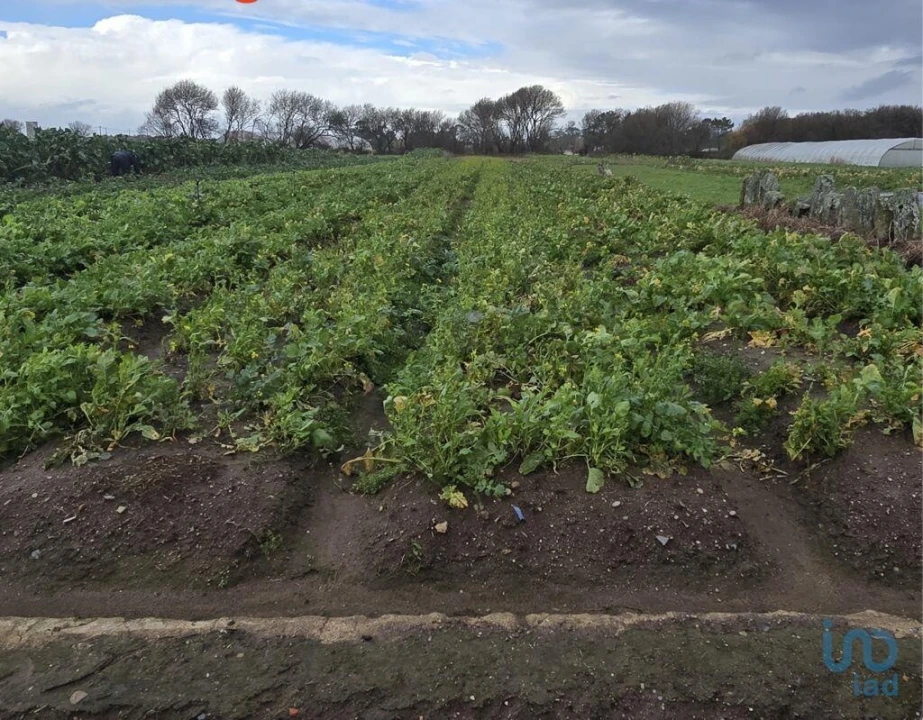 Terreno para Venda em Belinho e Mar Foto 1